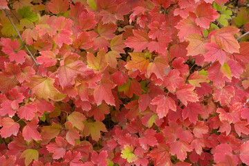 Naklejka na ściany i meble Background - red autumnal foliage of Viburnum opulus in October