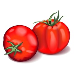 Composition of two whole red tomatoes. Globe tomato. Fresh organic and healthy, diet and vegetarian vegetables. Vector illustration isolated on white background