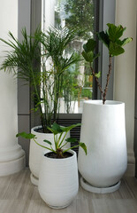 Three white vases of different and various sizes plants decorated in the corridor of the hotel.