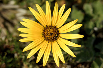 Close-up of a large yellow flower (Arctotheca caléndula).