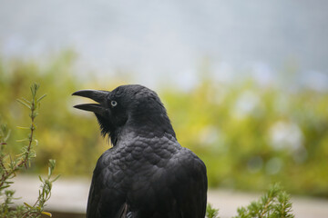 Crow Raven Head in Detail Squawking Mouth Open Feather Beard Isolated