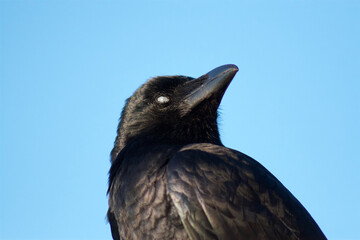Curious Raven with Inner White Eyelid Showing Head in Detail Clear Blue Sky Isolated