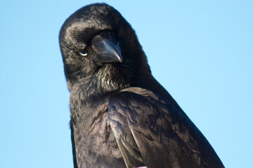 Curious Crow Raven Head in Detail Clear Blue Sky Isolated