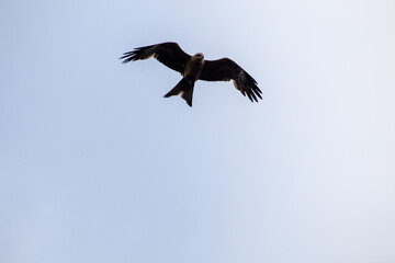 Fototapeta premium Black Kite Eagle Hawk Bird from Australia Flying Isolated