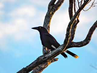 Currawong on Tree Branch Blue Sky Isolated