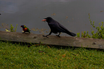 Crow Raven with Food in Beak Walking Close to Rainbow Lorikeet Parrot