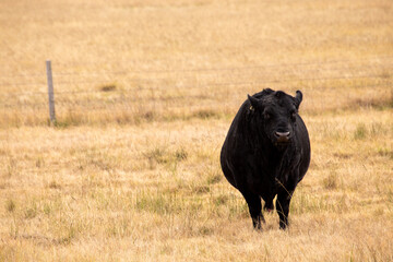 Menacing Black Bull in Dry Paddock with a Bit of Penis Sticking Out