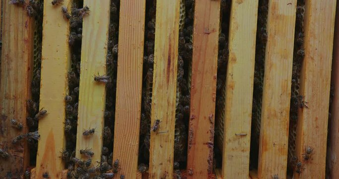Honey bees climb wooden frames close up