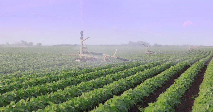 Irrigation system rain gun sprinkler on agricultural soybean field helps to grow plants in the dry season, slow motion. Landscape rural scene beautiful sunny day