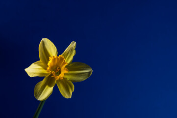 Yellow daffodil on a dark blue background.