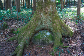 木の根っこに挟まれた岩　寝覚の床美術公園（長野県寝覚）