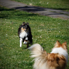 Naklejka na ściany i meble Dog friendship. Two shelties are running and playing with each other.