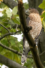 Coopers Hawk 