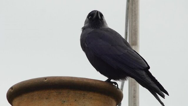 A Jackdaw taking off from a chimney in which it is nesting. Slow motion