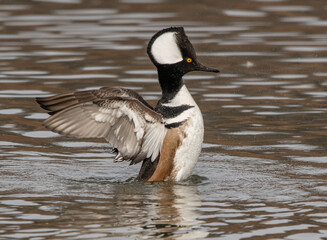 Hooded Merganser
