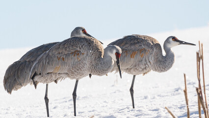 Sandhill Crane
