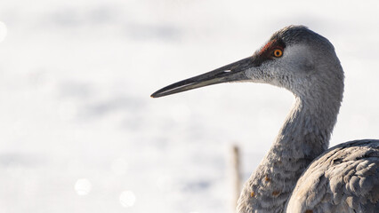 Sandhill Crane
