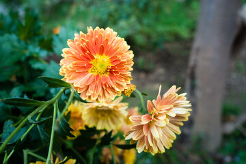 A closeup shot of Chrysanthemums flowers and leaves. Sometimes called mums or chrysanths, are flowering plants of the genus Chrysanthemum in the family Asteraceae.