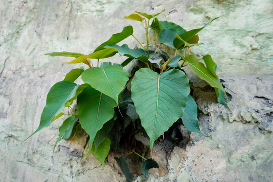 A sacred fig (Ficus religiosa) emerging from a wall. It is also known as the bodhi tree, pippala tree, peepul tree, peepal tree, pipal tree, or ashvattha tree.