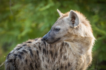 Spotted Hyena surveying it's surroundings
