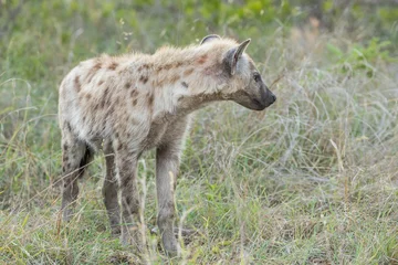 Rolgordijnen Gevlekte hyena in de bush © Tyrone