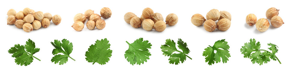Set with fresh green coriander leaves and dried seeds on white background. Banner design - obrazy, fototapety, plakaty