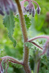 Hairy stem of the Borage plant. Macro image of an edible borage plant.