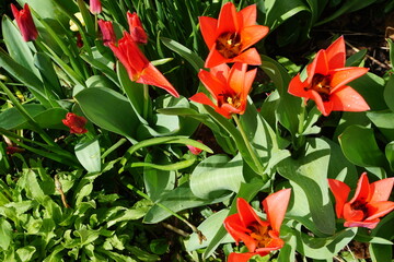 Rote Tulpen im Garten im Sonnenlicht im Frühling 