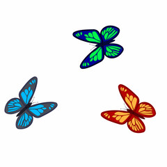 Butterfly. Beautiful butterfly insects, vector illustration