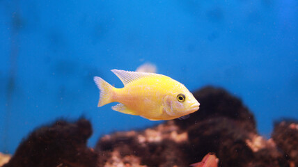 Fototapeta premium Fresh water aquarium yellow fish