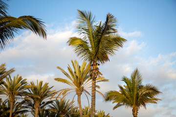 Fototapeta premium Palmen in einem Park in Spanien