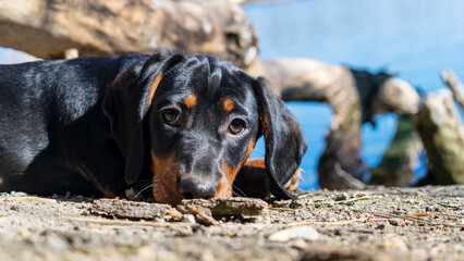 Portrait close up of a dachshund puppy against the background of nature.