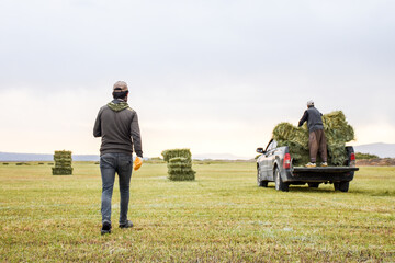farmers collect green straw and hay bales and load it into pickup truck, harvest time - obrazy, fototapety, plakaty