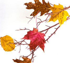 Autumn leaves  on white background