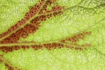 Full frame shot of green leaf. Textures and patterns of leaves. Begonia leaves are hairy.