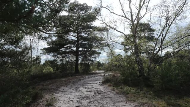 Sandy heathland footpath on a sunny spring day near coppiced pine tree woodland on Blackheath Surrey