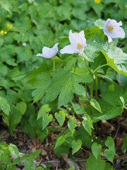 響く音色と帰路
