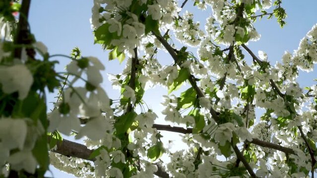 Dense White Flowering Branches of Cherry Apple Fruit Tree and Sun, Close-up.