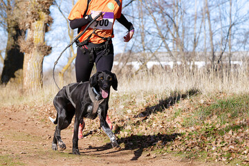 Dog and woman taking part in a popular canicross race.