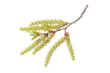 Common hornbeam branch (Carpinus betulus) with flowering spring catkins isolated on a white background, clipping path, no shadows. Flora element for design and botanical illustration.
