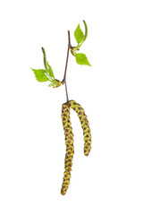 Spring birch branch (Betula pendula) with earrings and young leaves isolate on white, clipping path, no shadows. Twig of early spring birch with small green leaves and catkins isolated on white.