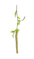 Spring birch branch (Betula pendula) with earrings and young leaves isolate on white, clipping path, no shadows. Twig of early spring birch with small green leaves and catkins isolated on white.