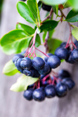 Ripe chokeberry on branch closeup. Summer sunny day (Aronia melanocarpa)