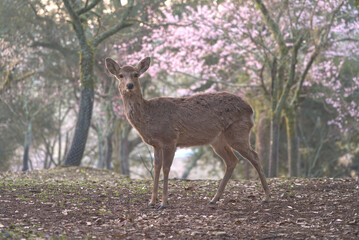 奈良公園の桜と鹿