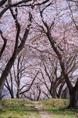 藤原宮跡の桜並木道