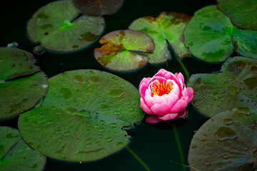 スイレン-20220420