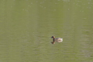 little grebe in the pond