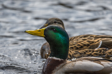 Nahaufnahme einer Ente Erpel schwimmend im Wasser eines See mit schimmernden bunten glänzenden Gefieder, Deutschland