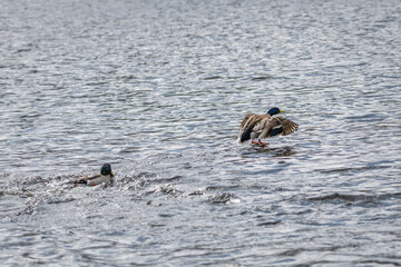 Konkurrenz und Revierkampf von Enten Erpel  in einem See mit Angreifer und Flucht eines...