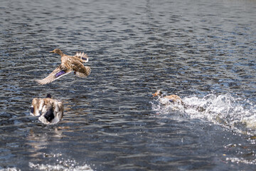 Konkurrenz und Revierkampf von Enten Erpel  in einem See mit Angreifer und Flucht eines...